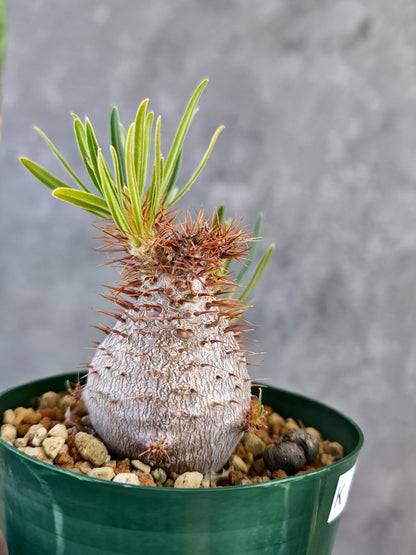 【現品限り】パキポディウム・グラキリス コレクション株 実生 7年【K75】 Pachypodium gracilius