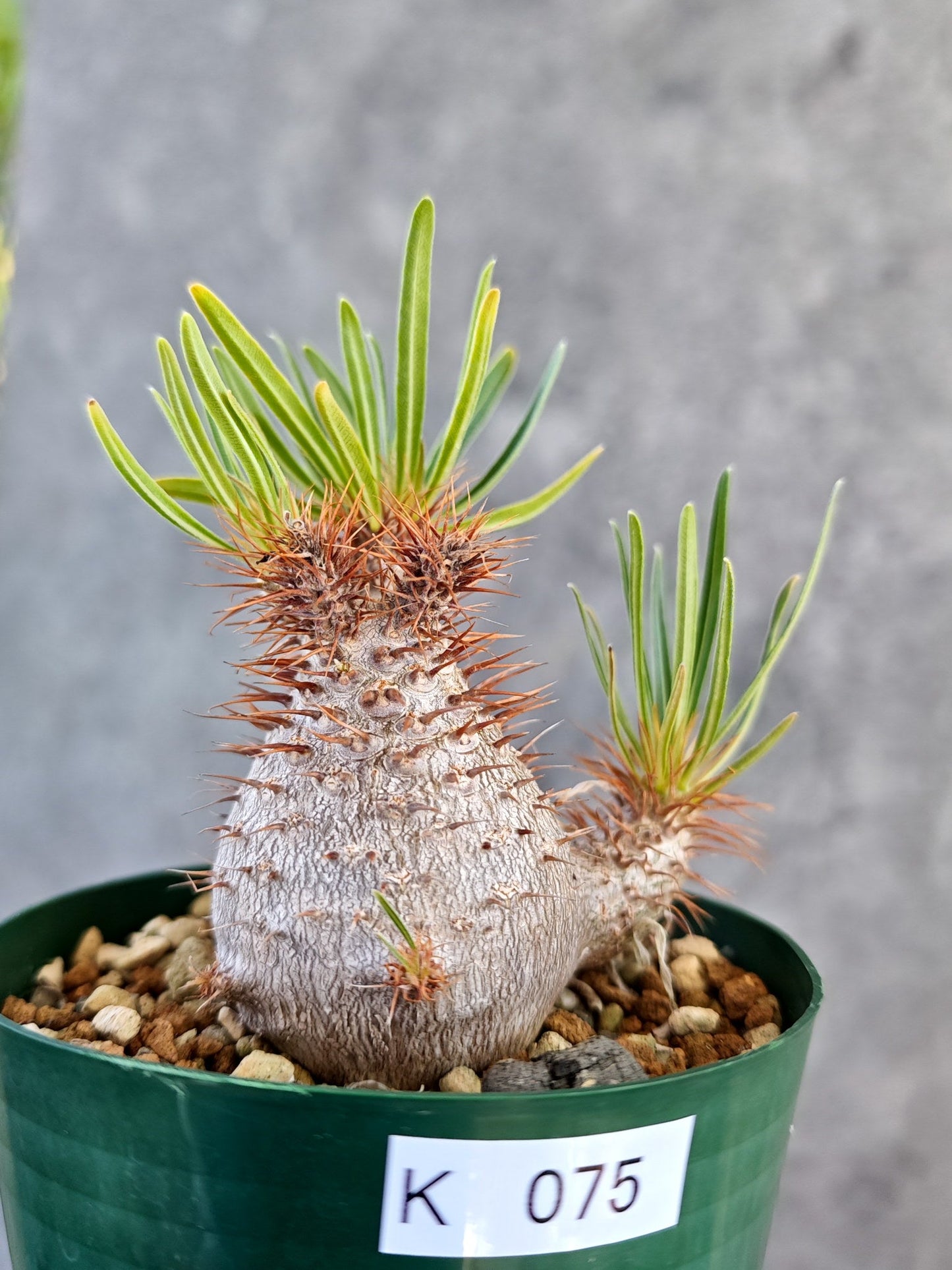 【現品限り】パキポディウム・グラキリス コレクション株 実生 7年【K75】 Pachypodium gracilius