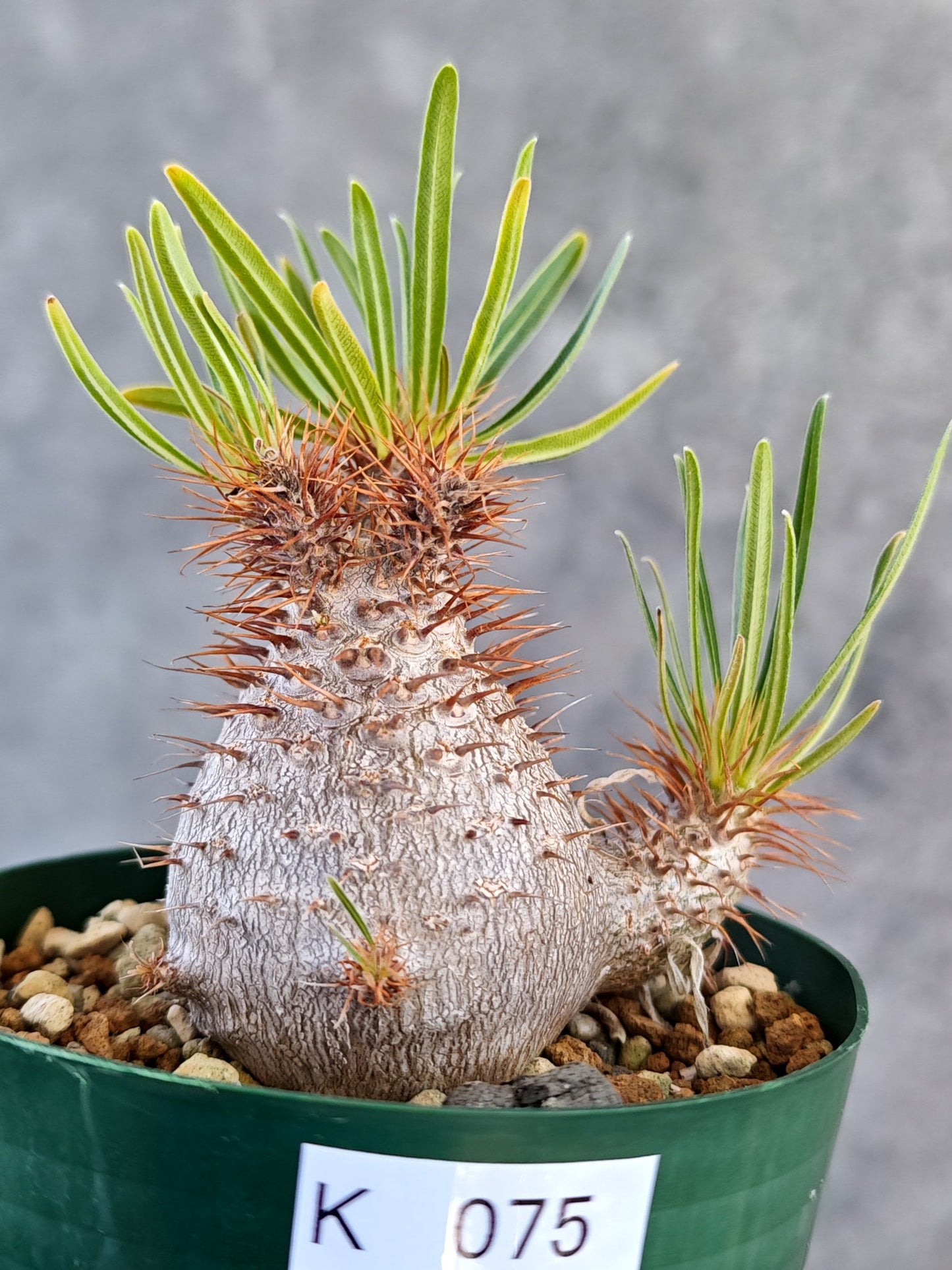 【現品限り】パキポディウム・グラキリス コレクション株 実生 7年【K75】 Pachypodium gracilius