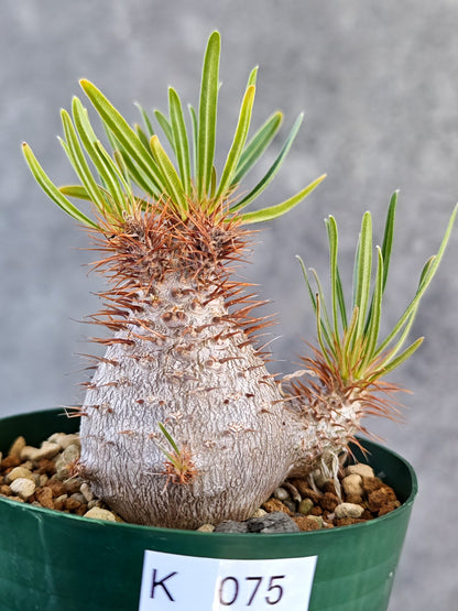 【現品限り】パキポディウム・グラキリス コレクション株 実生 7年【K75】 Pachypodium gracilius