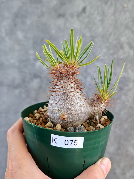 【現品限り】パキポディウム・グラキリス コレクション株 実生 7年【K75】 Pachypodium gracilius