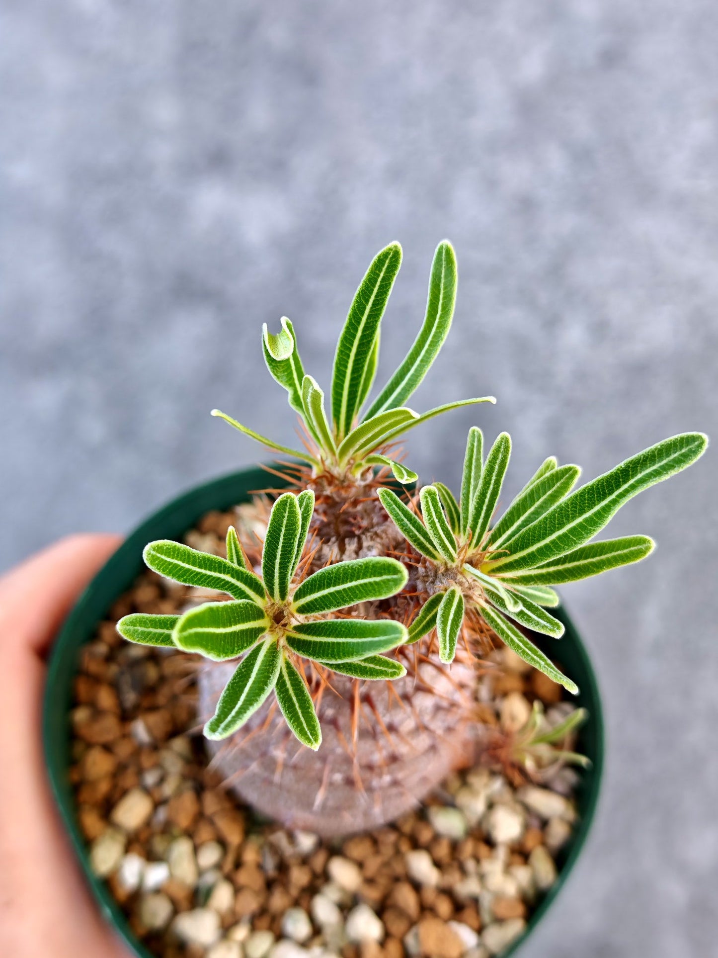 【現品限り】パキポディウム・グラキリス 実生 7年【K76】 Pachypodium gracilius
