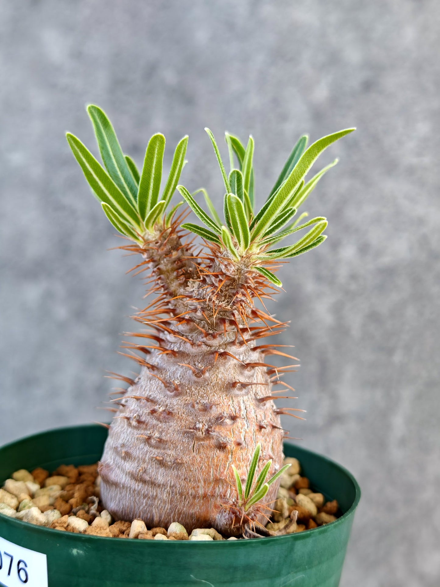 【現品限り】パキポディウム・グラキリス 実生 7年【K76】 Pachypodium gracilius