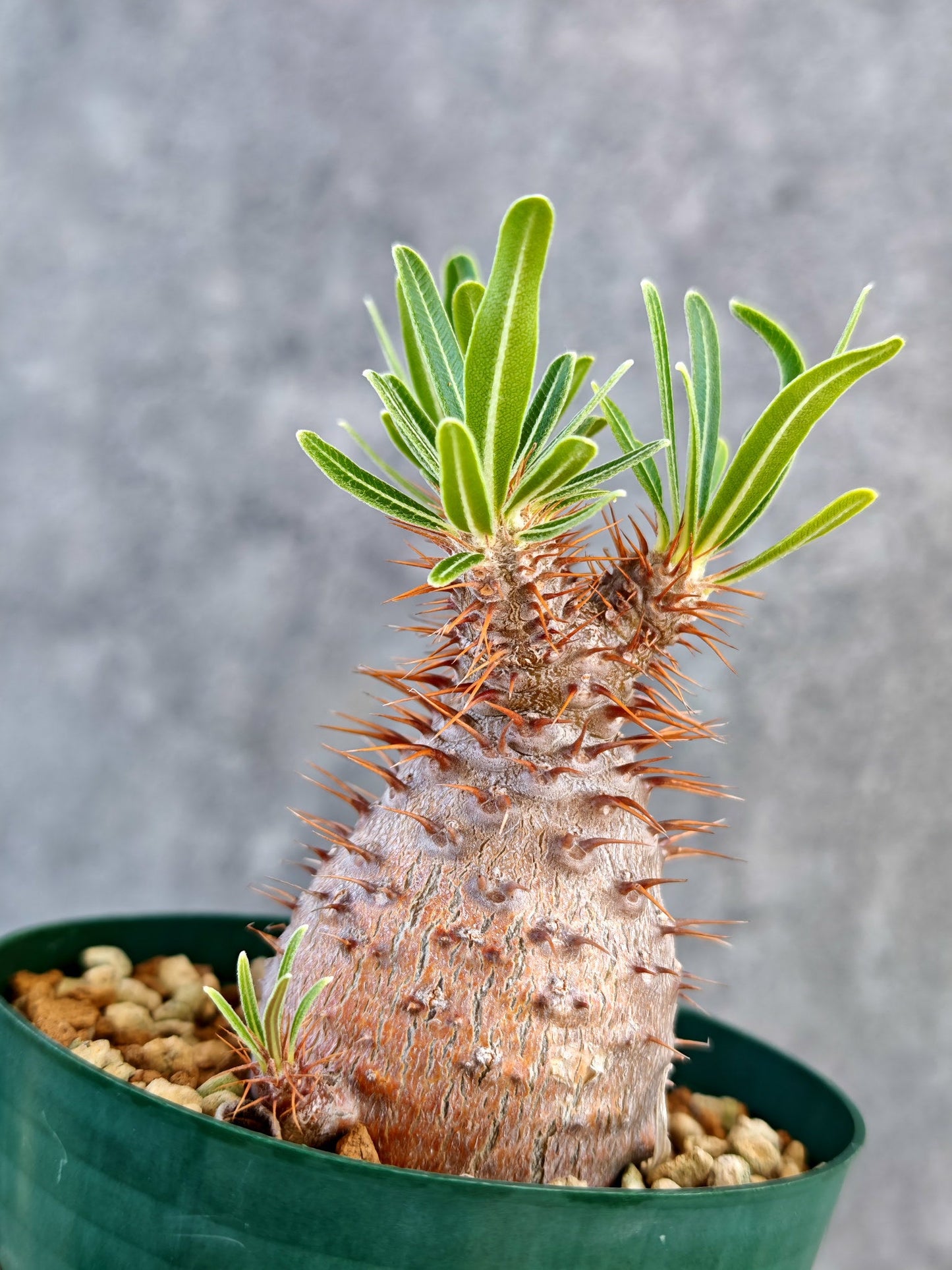 【現品限り】パキポディウム・グラキリス 実生 7年【K76】 Pachypodium gracilius
