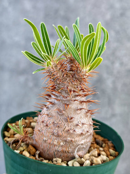 【現品限り】パキポディウム・グラキリス 実生 7年【K76】 Pachypodium gracilius