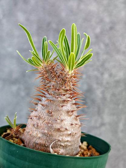 【現品限り】パキポディウム・グラキリス 実生 7年【K76】 Pachypodium gracilius