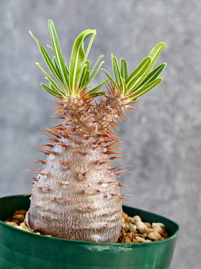 【現品限り】パキポディウム・グラキリス 実生 7年【K76】 Pachypodium gracilius