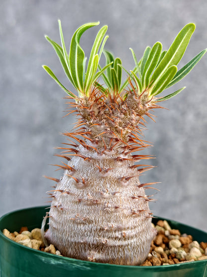 【現品限り】パキポディウム・グラキリス 実生 7年【K76】 Pachypodium gracilius