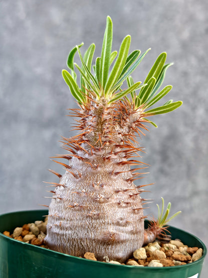 【現品限り】パキポディウム・グラキリス 実生 7年【K76】 Pachypodium gracilius