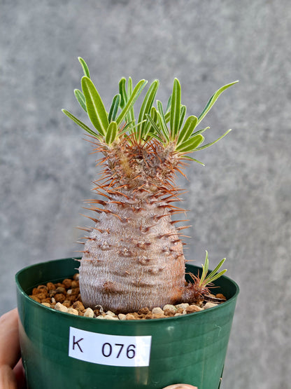 【現品限り】パキポディウム・グラキリス 実生 7年【K76】 Pachypodium gracilius