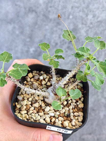 【現品限り】ヤトロファ・マルギナータ 実生【K78】 Jatropha marginata