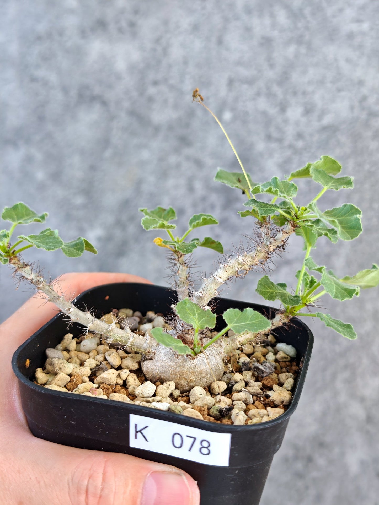 【現品限り】ヤトロファ・マルギナータ 実生【K78】 Jatropha marginata