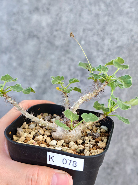 【現品限り】ヤトロファ・マルギナータ 実生【K78】 Jatropha marginata