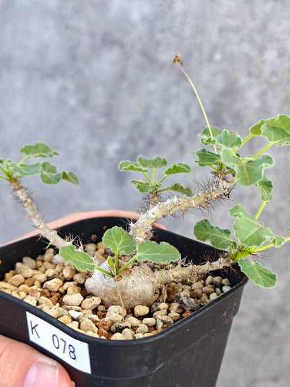 【現品限り】ヤトロファ・マルギナータ 実生【K78】 Jatropha marginata