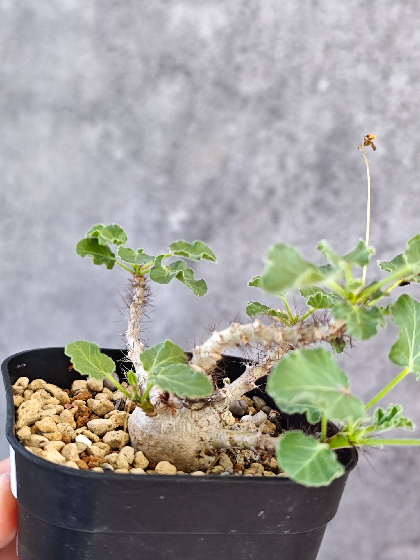 【現品限り】ヤトロファ・マルギナータ 実生【K78】 Jatropha marginata