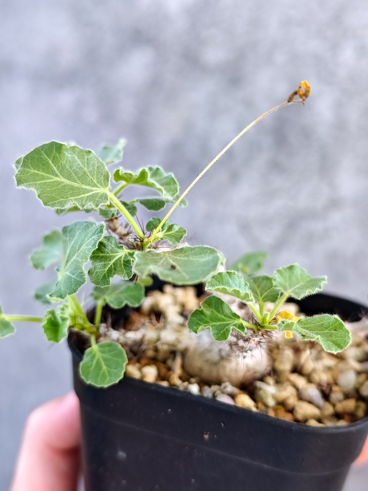 【現品限り】ヤトロファ・マルギナータ 実生【K78】 Jatropha marginata