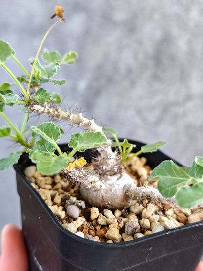 【現品限り】ヤトロファ・マルギナータ 実生【K78】 Jatropha marginata