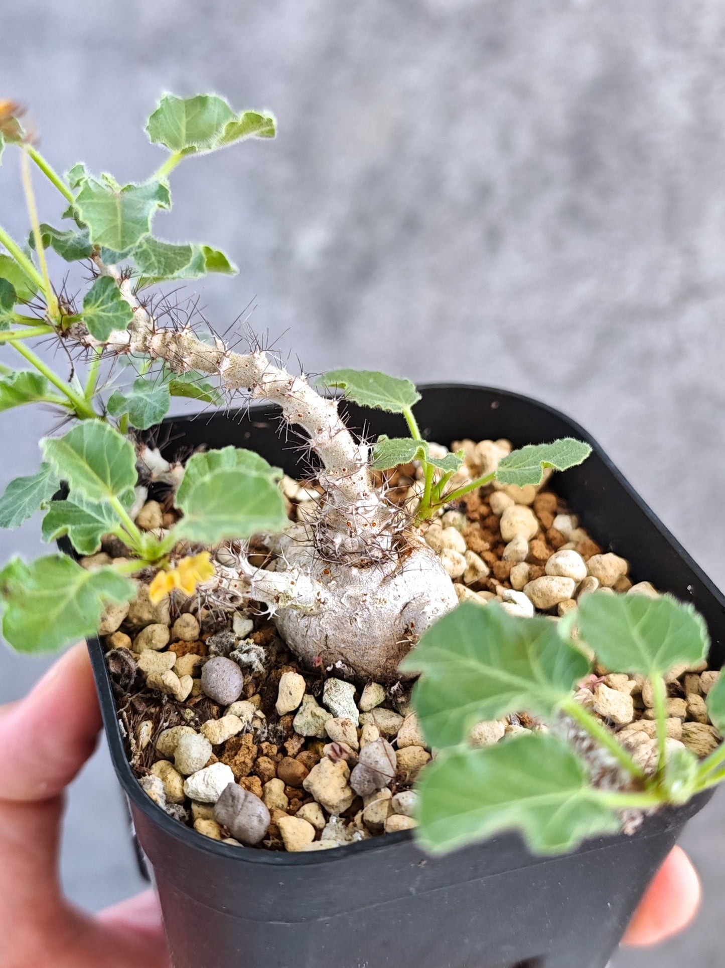 【現品限り】ヤトロファ・マルギナータ 実生【K78】 Jatropha marginata