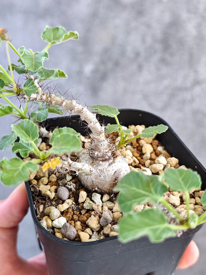 【現品限り】ヤトロファ・マルギナータ 実生【K78】 Jatropha marginata