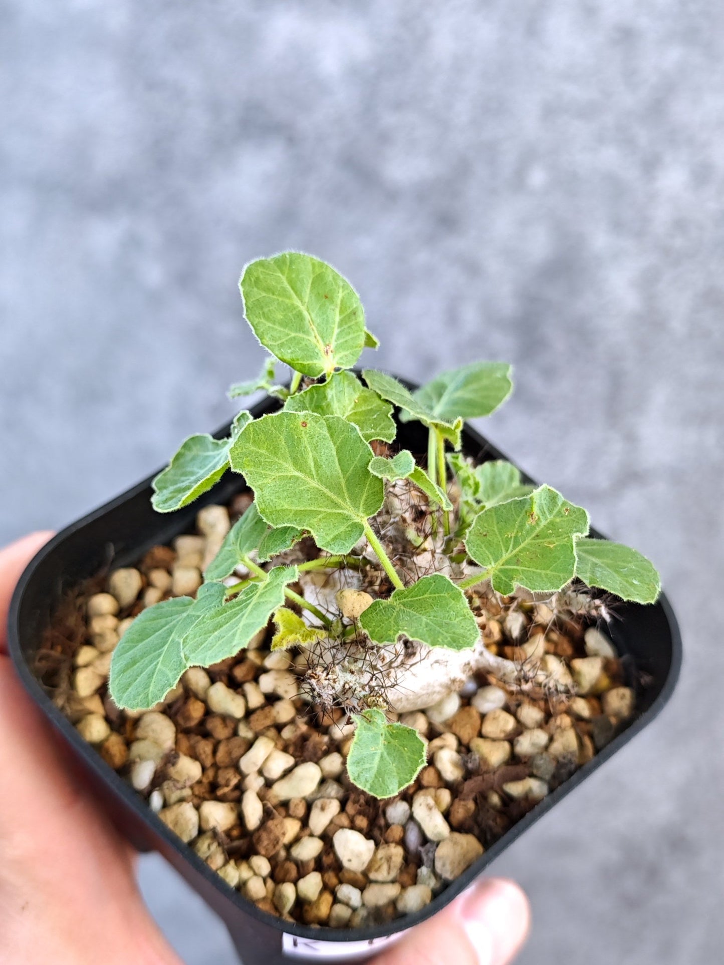 【現品限り】ヤトロファ・マルギナータ 実生【K79】 Jatropha marginata