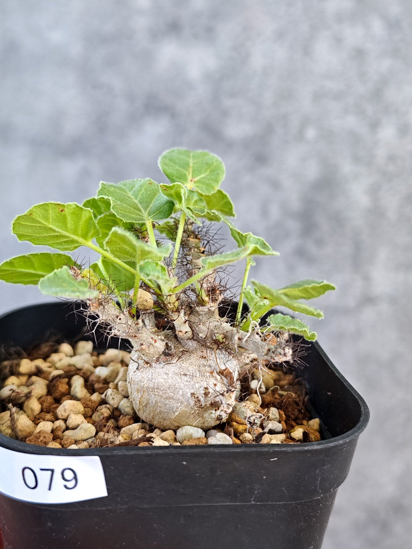 【現品限り】ヤトロファ・マルギナータ 実生【K79】 Jatropha marginata