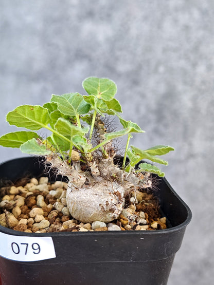 【現品限り】ヤトロファ・マルギナータ 実生【K79】 Jatropha marginata