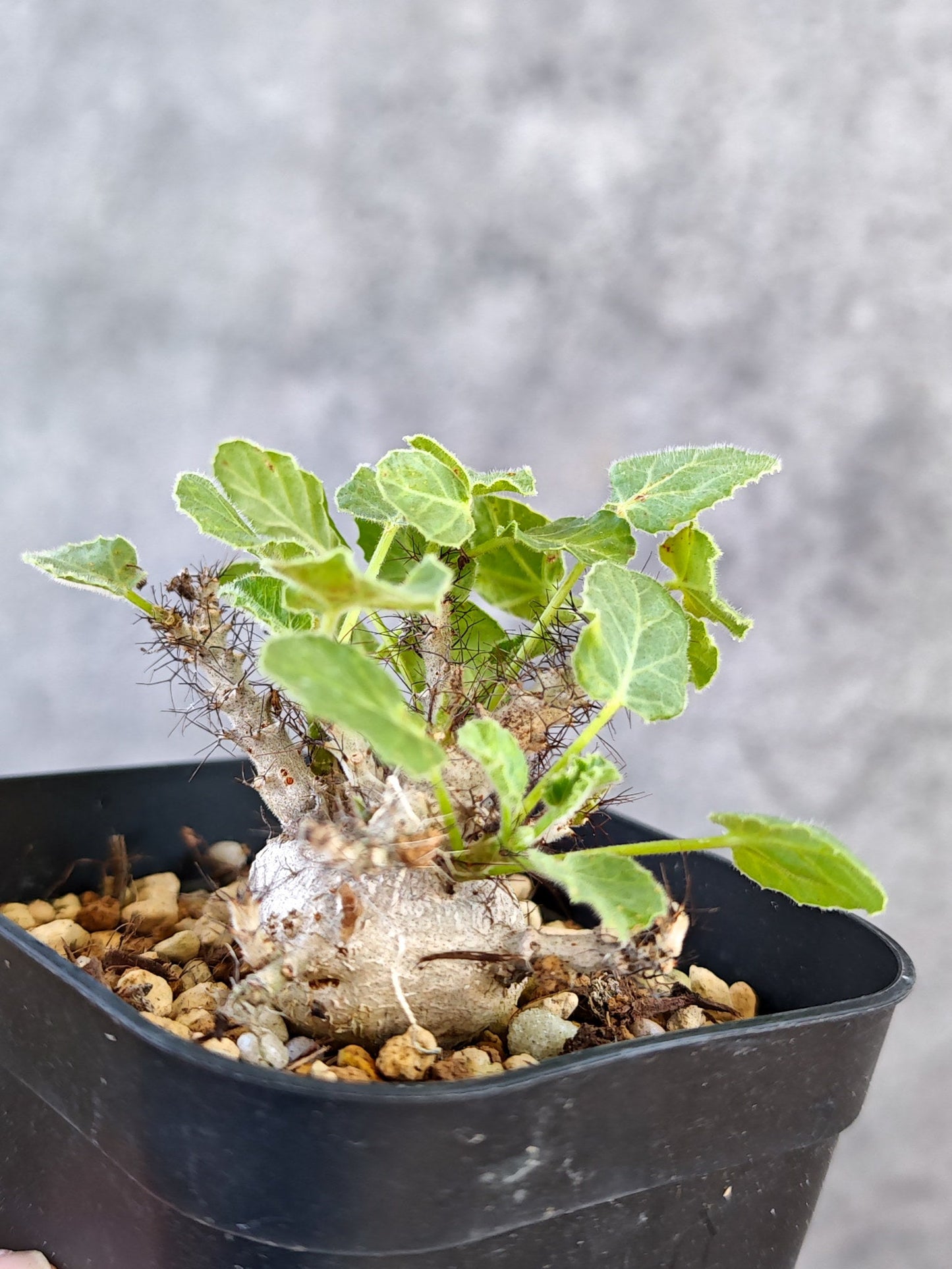 【現品限り】ヤトロファ・マルギナータ 実生【K79】 Jatropha marginata
