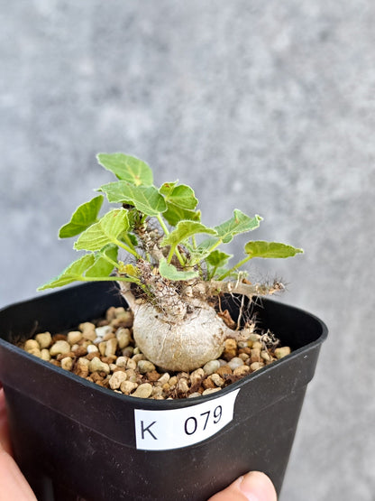 【現品限り】ヤトロファ・マルギナータ 実生【K79】 Jatropha marginata