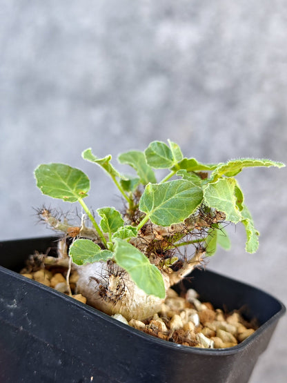 【現品限り】ヤトロファ・マルギナータ 実生【K79】 Jatropha marginata
