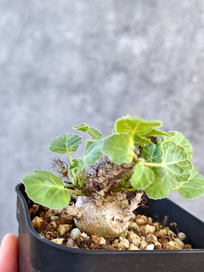 【現品限り】ヤトロファ・マルギナータ 実生【K79】 Jatropha marginata
