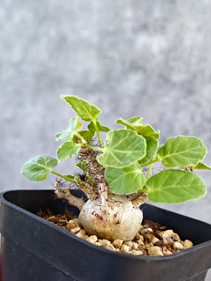 【現品限り】ヤトロファ・マルギナータ 実生【K79】 Jatropha marginata
