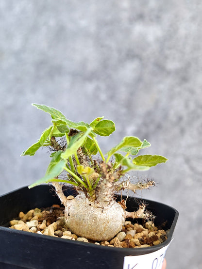 【現品限り】ヤトロファ・マルギナータ 実生【K79】 Jatropha marginata