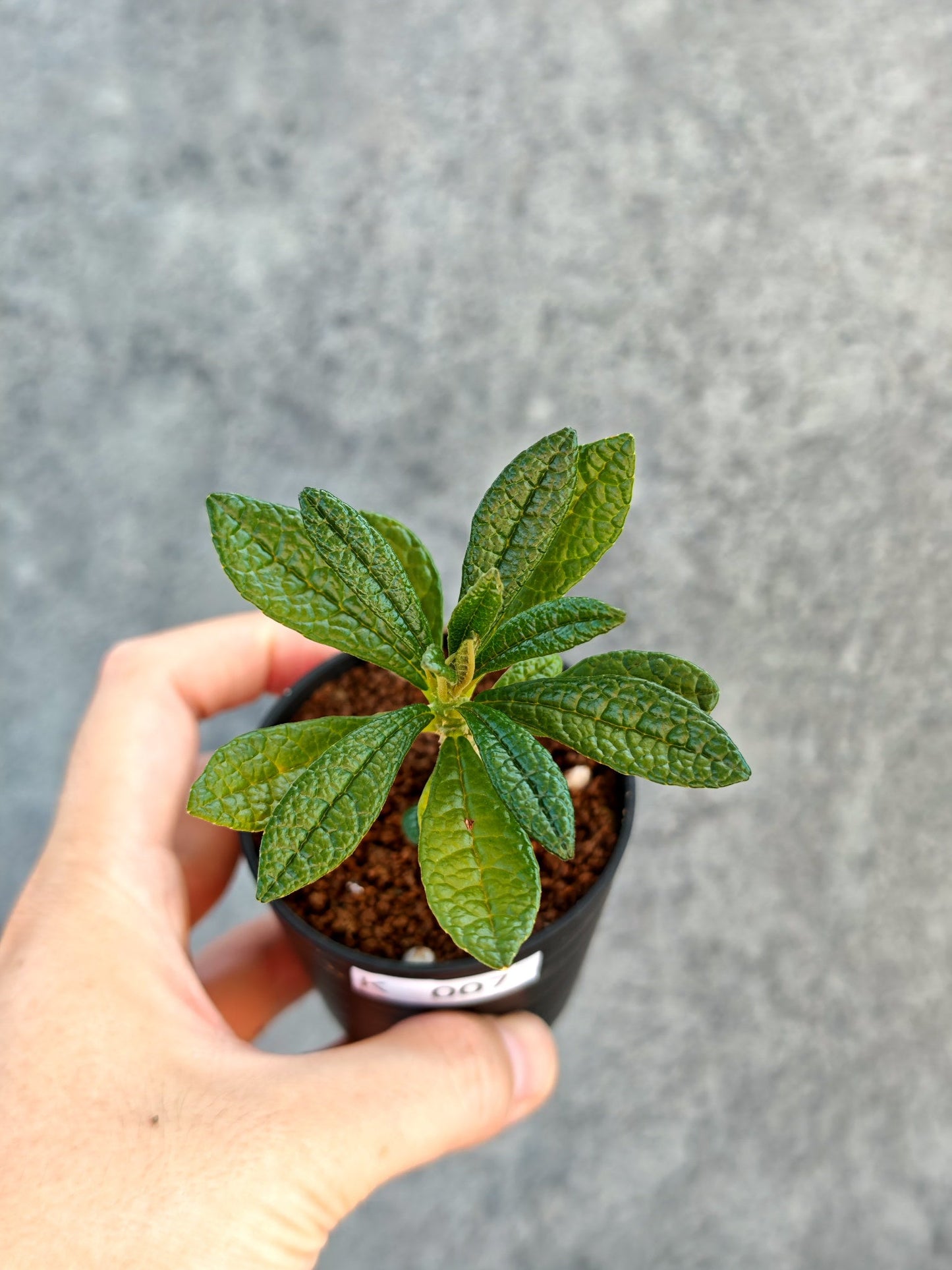 【現品限り】ドルステニア・ギガス 実生【K7】 Dorstenia gigas