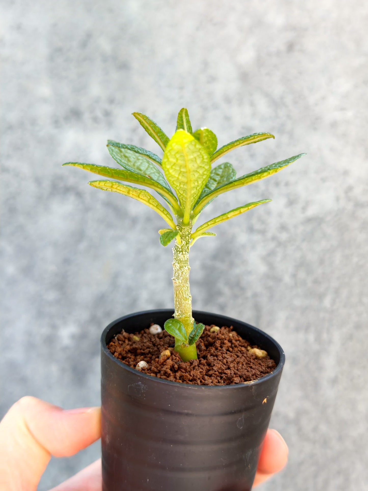 【現品限り】ドルステニア・ギガス 実生【K7】 Dorstenia gigas