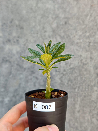 【現品限り】ドルステニア・ギガス 実生【K7】 Dorstenia gigas