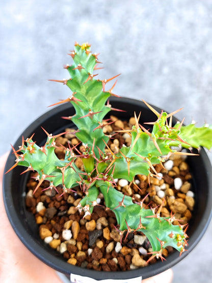 【現品限り】ユーフォルビア・クラビゲラ 実生【K80】 Euphorbia clavigera