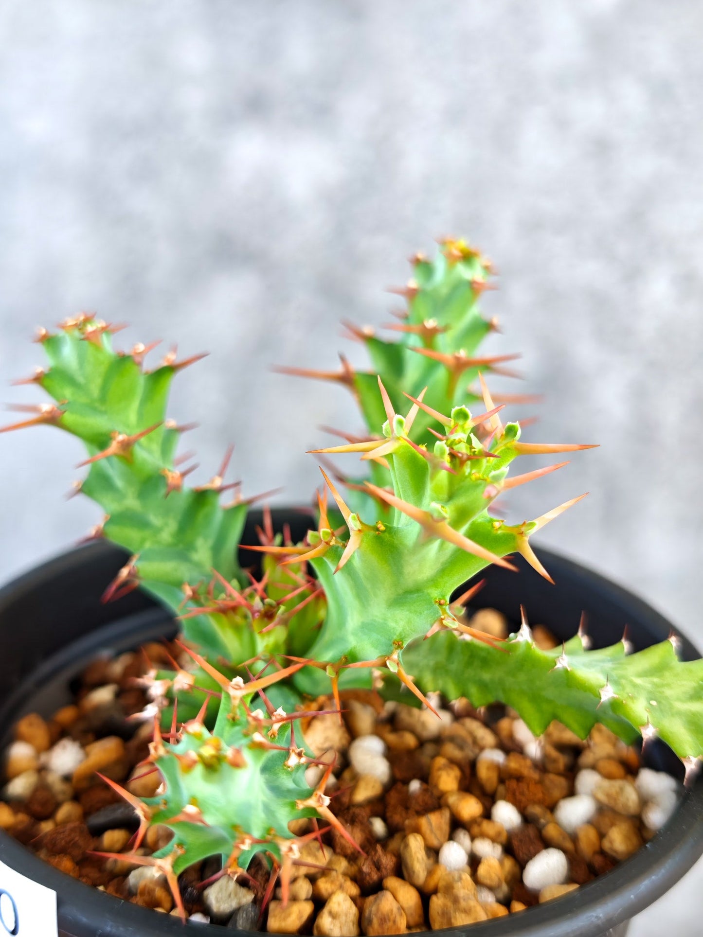 【現品限り】ユーフォルビア・クラビゲラ 実生【K80】 Euphorbia clavigera