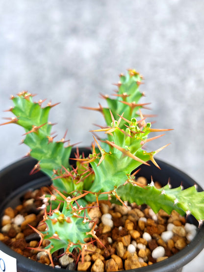 【現品限り】ユーフォルビア・クラビゲラ 実生【K80】 Euphorbia clavigera