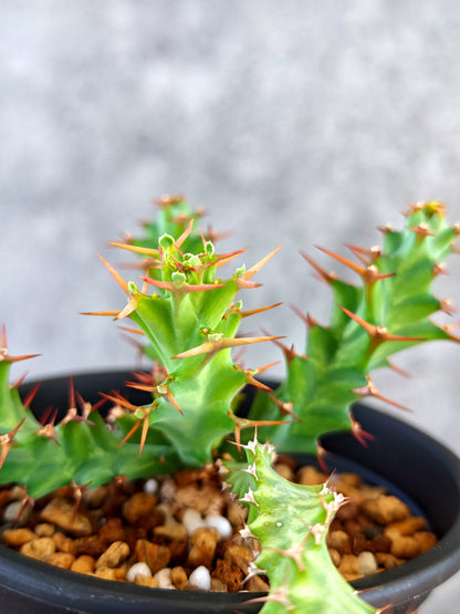 【現品限り】ユーフォルビア・クラビゲラ 実生【K80】 Euphorbia clavigera
