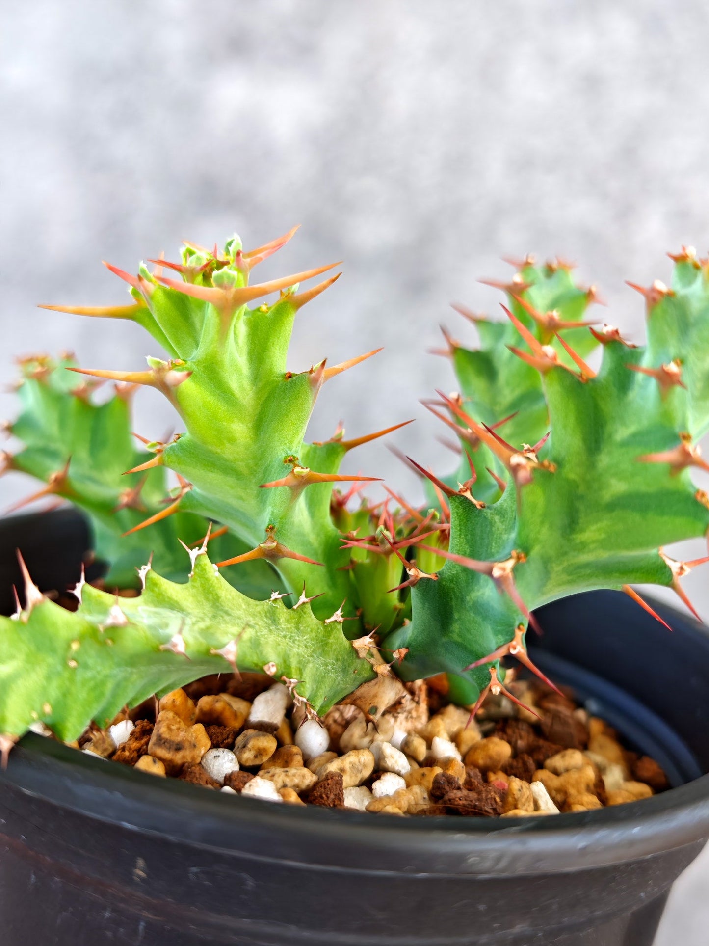 【現品限り】ユーフォルビア・クラビゲラ 実生【K80】 Euphorbia clavigera
