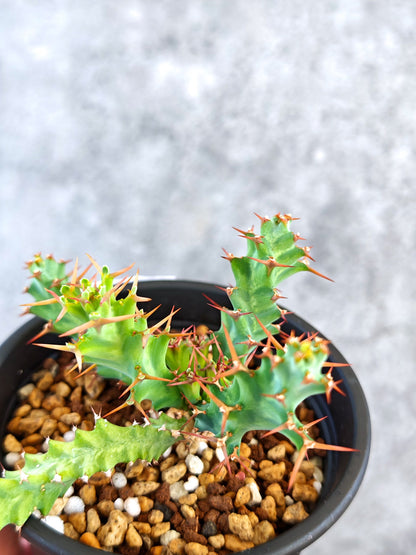 【現品限り】ユーフォルビア・クラビゲラ 実生【K80】 Euphorbia clavigera