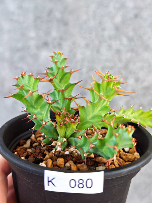 【現品限り】ユーフォルビア・クラビゲラ 実生【K80】 Euphorbia clavigera
