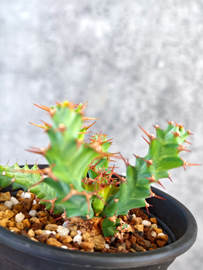【現品限り】ユーフォルビア・クラビゲラ 実生【K80】 Euphorbia clavigera
