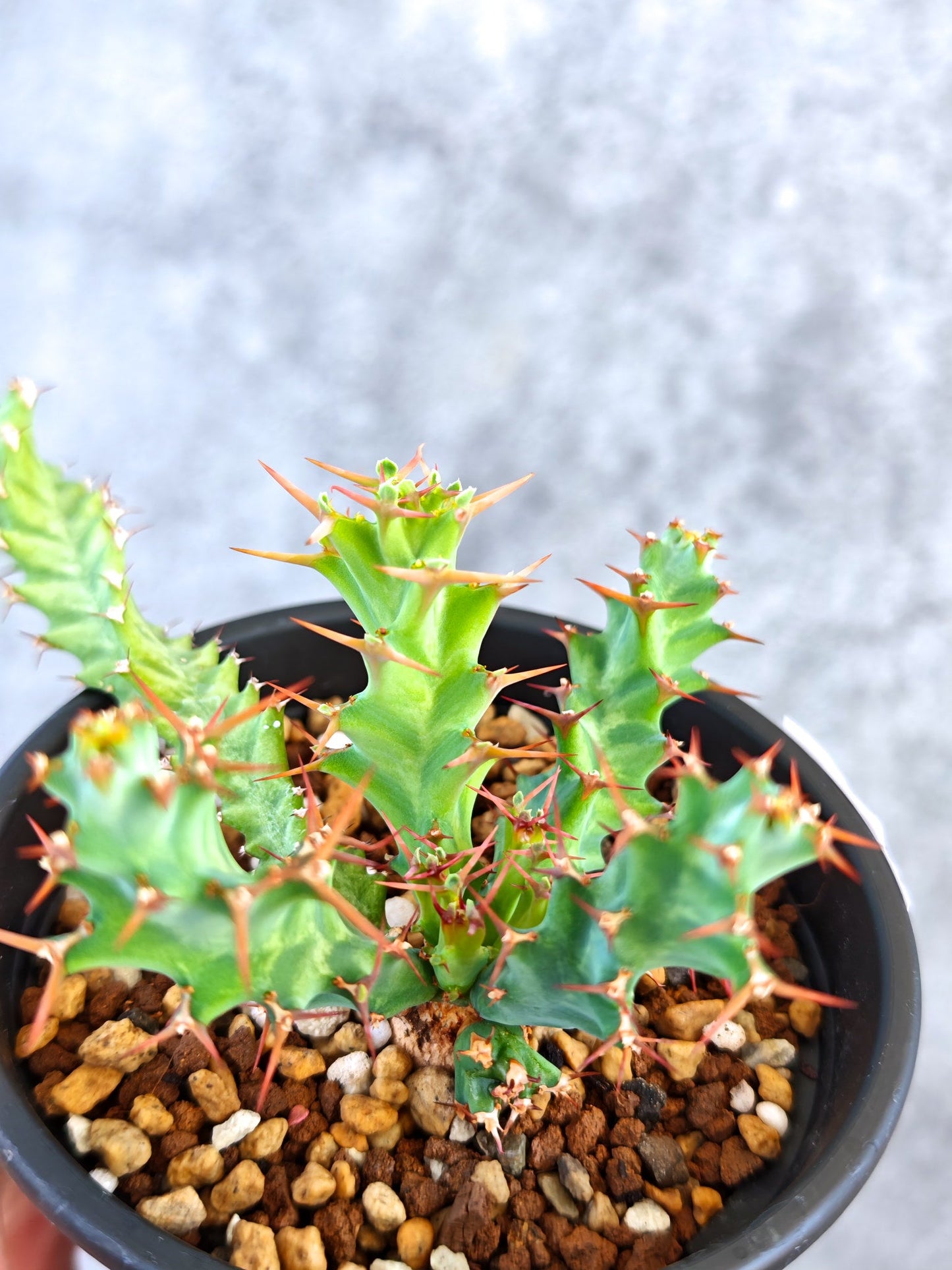 【現品限り】ユーフォルビア・クラビゲラ 実生【K80】 Euphorbia clavigera