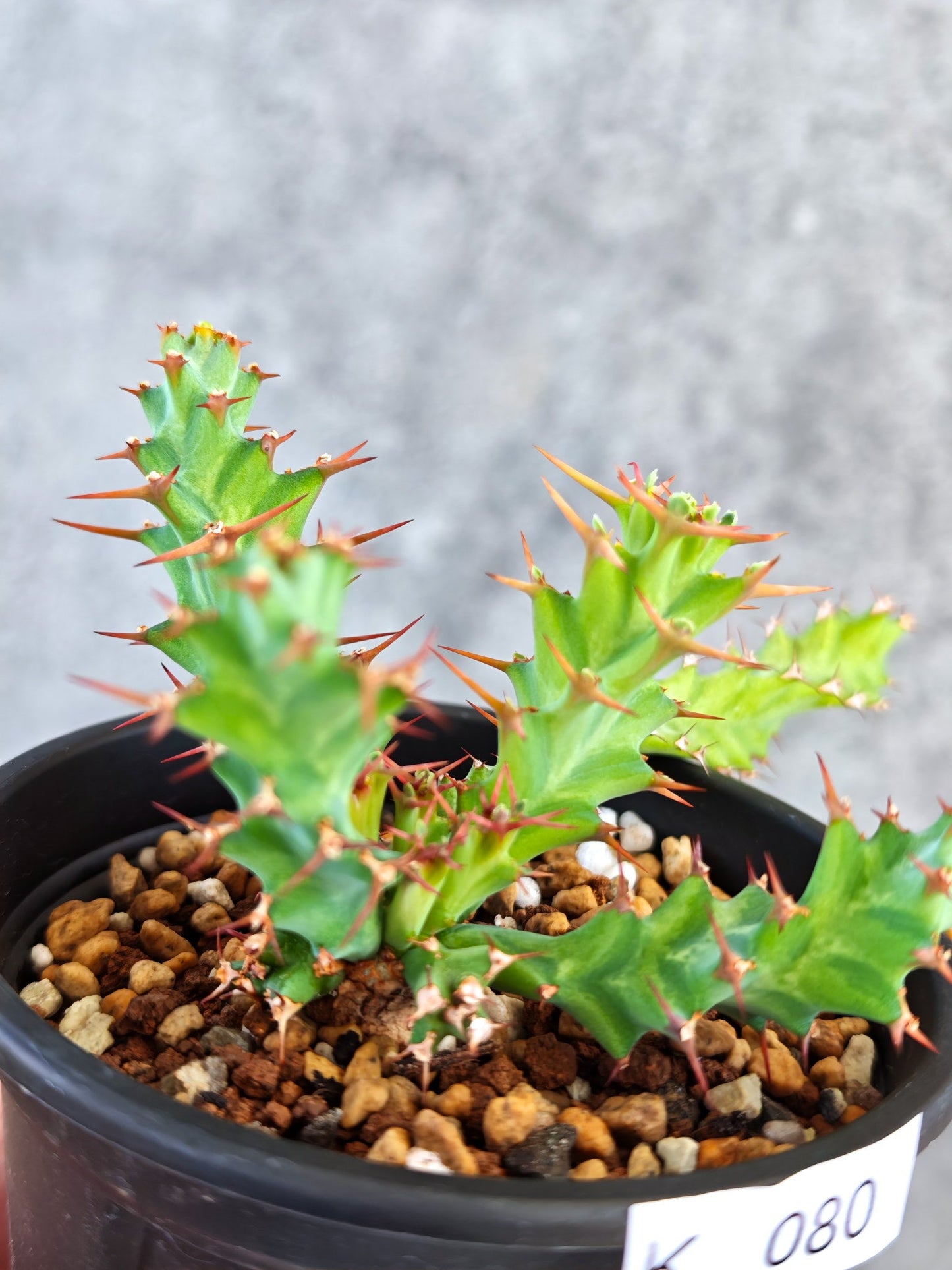 【現品限り】ユーフォルビア・クラビゲラ 実生【K80】 Euphorbia clavigera