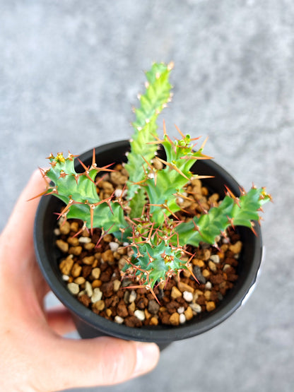 【現品限り】ユーフォルビア・クラビゲラ 実生【K80】 Euphorbia clavigera