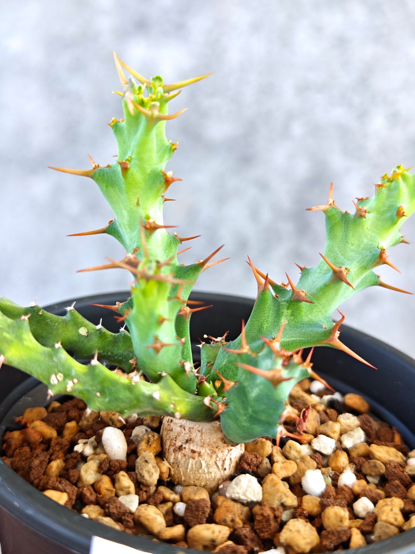 【現品限り】ユーフォルビア・クラビゲラ 実生【K81】 Euphorbia clavigera