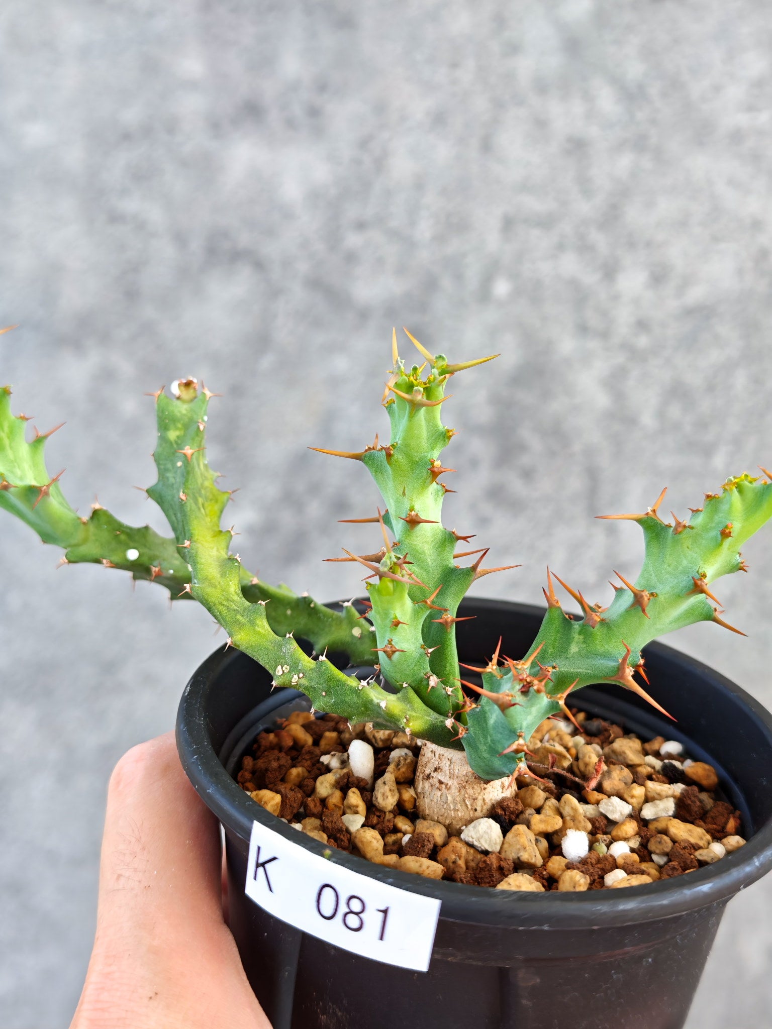 ユーフォルビア　クラビゲラ　実生 （鉢付き) ユーフォルビア・クラビゲラ 実生【K81】 Euphorbia clavigera 塊根