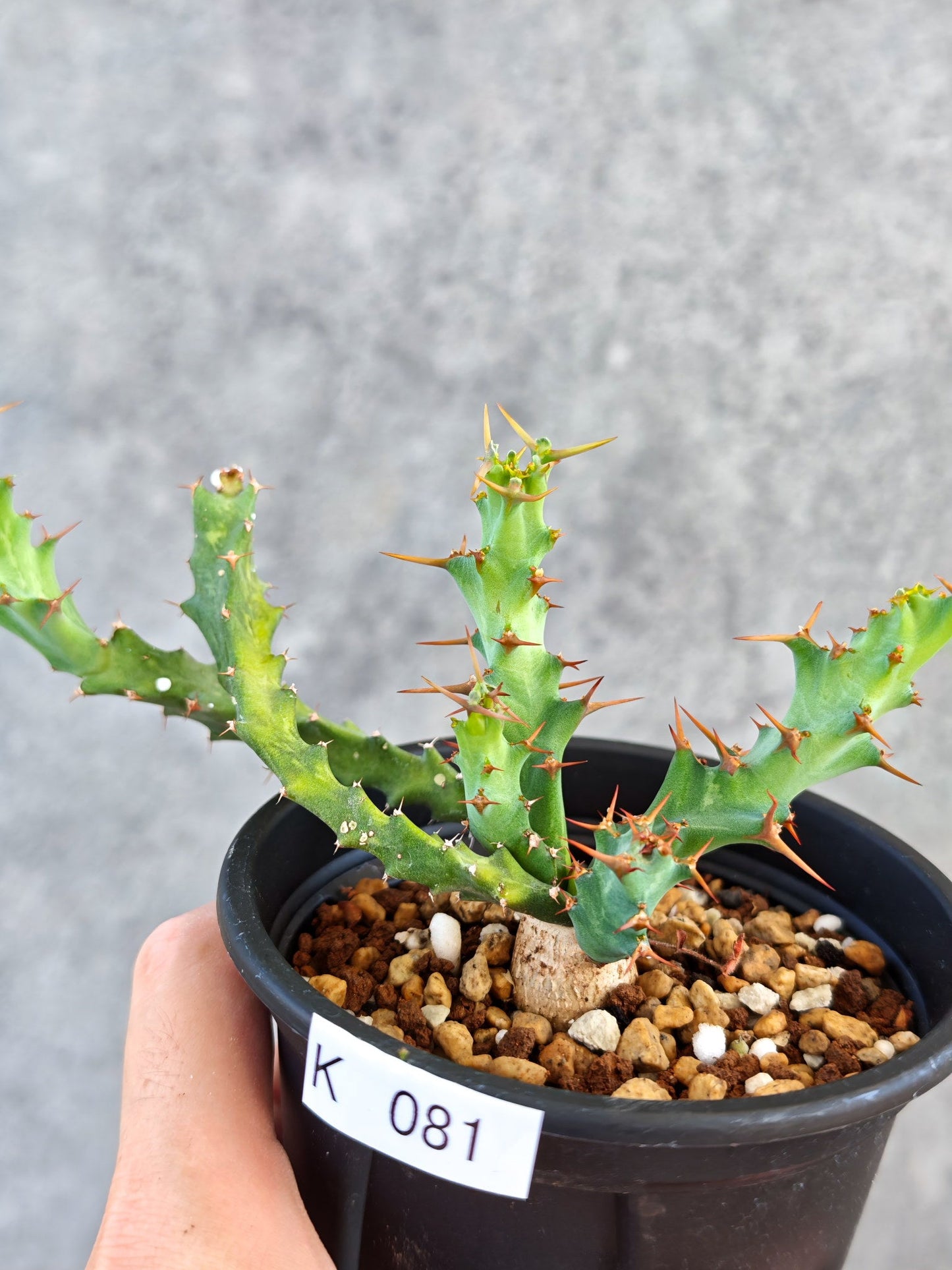 【現品限り】ユーフォルビア・クラビゲラ 実生【K81】 Euphorbia clavigera