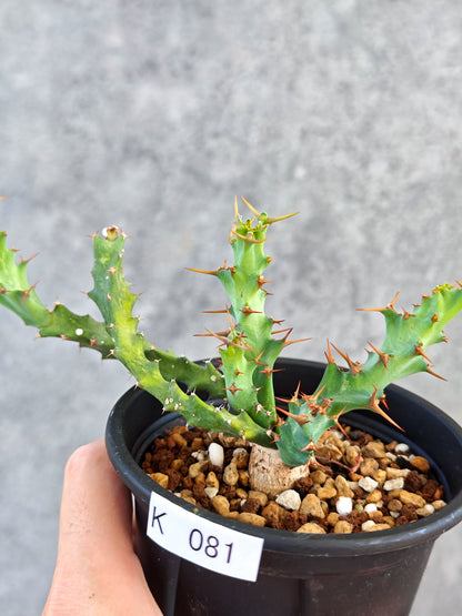 【現品限り】ユーフォルビア・クラビゲラ 実生【K81】 Euphorbia clavigera